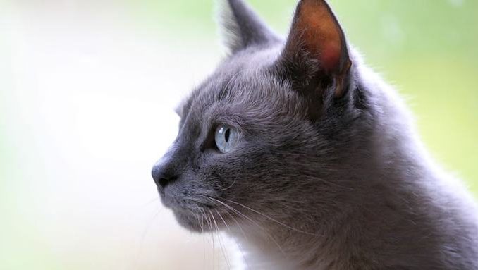 100+ Nama Kucing Jantan Paling Bagus di Dunia Beserta Artinya - Majalah