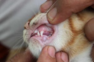 kucing tersedak duri
