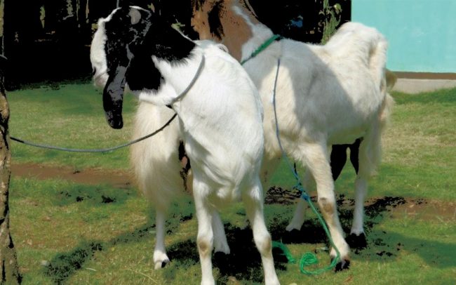 cara merawat kambing