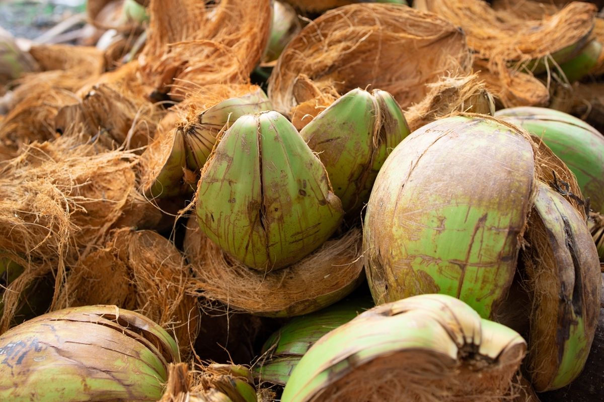 bisnis cocofiber dari sabut kelapa